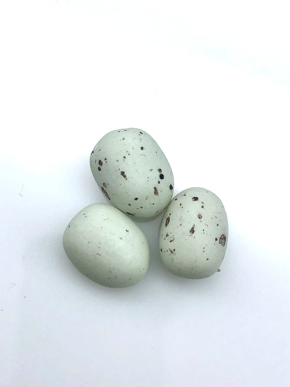 Möwen-Eier